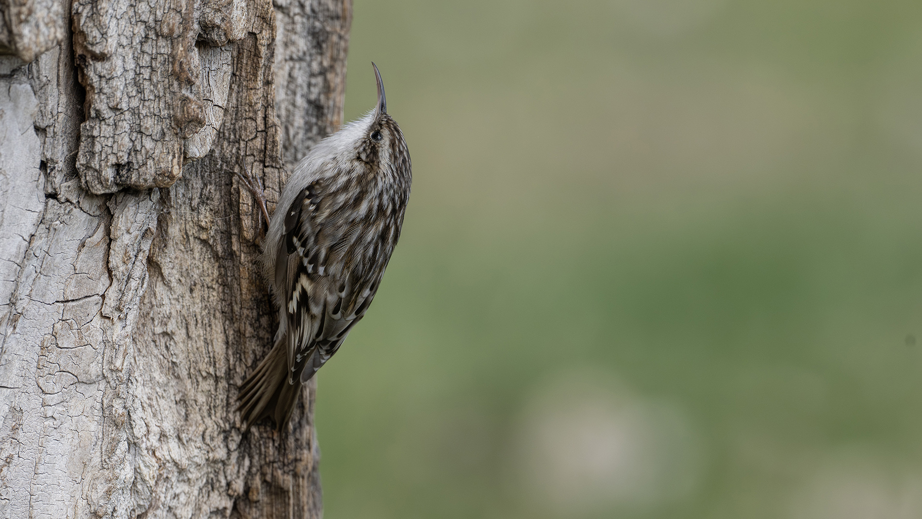 Short-toed Treecreeper